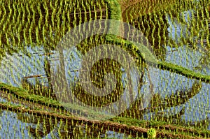 Paddy rice field bali