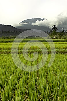 Paddy rice field bali