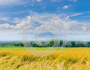 paddy rice field with beautiful sky and clo