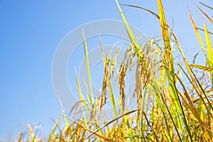 Paddy rice field on blue sky