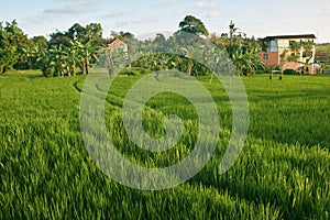 Paddy Rice Field In Pererenan, Bali, Indonesia. Picturesque Landscape With Green Grass, Palm Trees And Rural Houses.