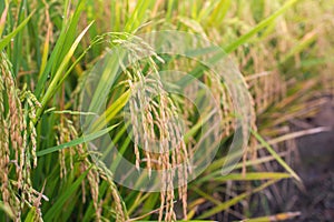 Paddy rice field ready for harvest in the morning.