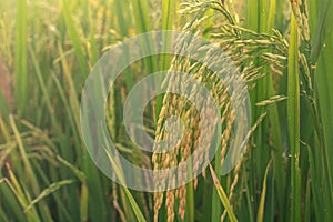 Paddy rice field ready for harvest in the morning.