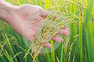 Paddy rice field ready for harvest in the morning. Human hand take care of rice seed.