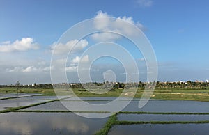 Paddy rice field in southern Vietnam