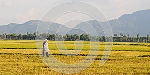 Paddy rice field in southern Vietnam