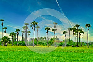 Paddy rice field with a sugar palm
