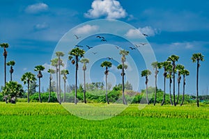 Paddy rice field with a sugar palm toddy palm tree