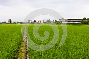 Paddy rice field in Yilan