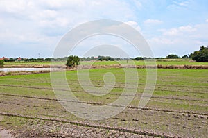 Paddy Rice Fields