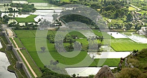 Paddy rice fields in india