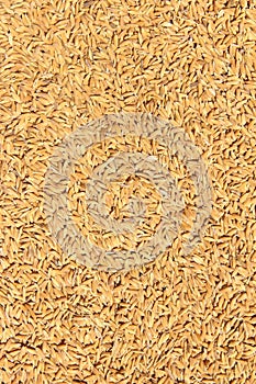 Paddy Rice Grain.