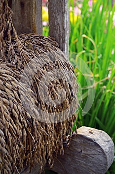 Paddy or rice grain (Thai riceberry)