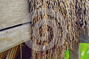 Paddy or rice grain (Thai riceberry)