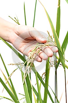 Paddy Rice and hand