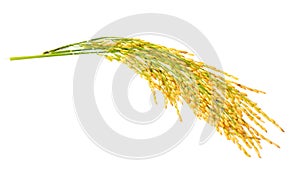 Paddy rice isolated on white background photo
