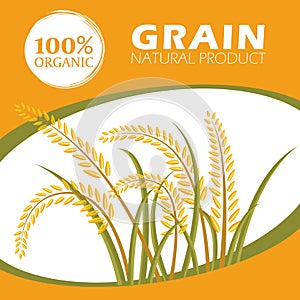 Paddy rice organic grain products - Layout template Vector design