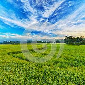 Paddy rice panorama