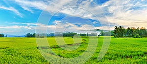 Paddy rice panorama