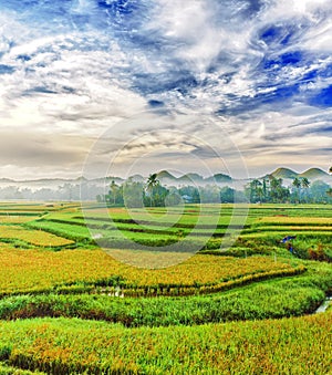 Paddy rice panorama
