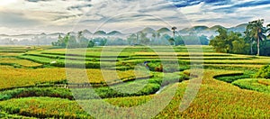 Paddy rice panorama