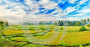Paddy rice panorama