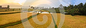 Paddy rice panorama