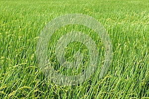 Paddy rice plantation field ready for harvest