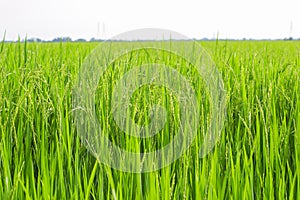 Paddy rice in rice field