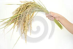 Paddy rice, rice grain yield