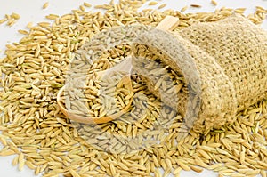 Paddy rice seed.