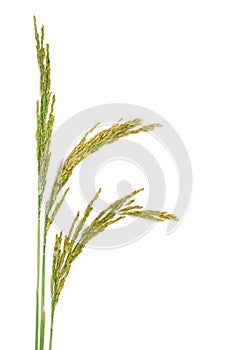 Paddy rice seed