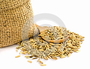 Paddy rice seed.