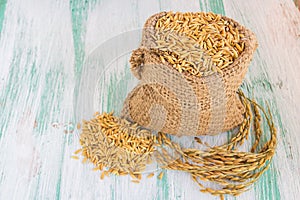 Paddy rice seed in a Burlap sack.