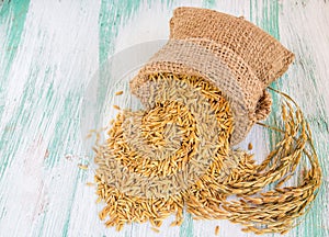 Paddy rice seed in a Burlap sack.