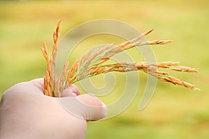 Paddy rice seed in hand