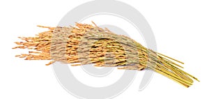 paddy rice seed