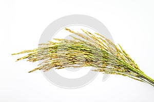 Paddy rice seed on white background