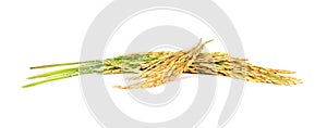 Paddy rice seed white background
