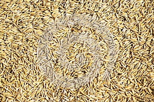 Paddy rice texture for background