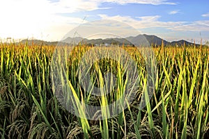 Paddy rice under the sunshine