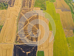 Paddy rice various plantation field yellow green and dry after harvest aerial view