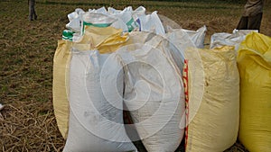 Paddy seed rice in gunny bags