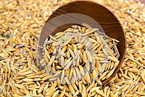 Paddy seed in wooden bowl background