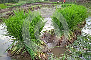 Paddy seedlings before planting