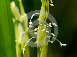 Paddy stalk and flowers