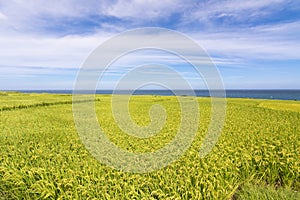 Paddy terrace farm near the sea