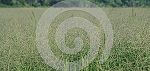 paddy trees covered with grass