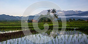 Paddy village rice farm .