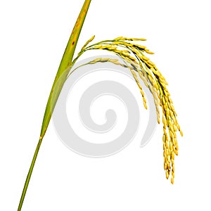 Paddy yellow rice plant isolate on white background